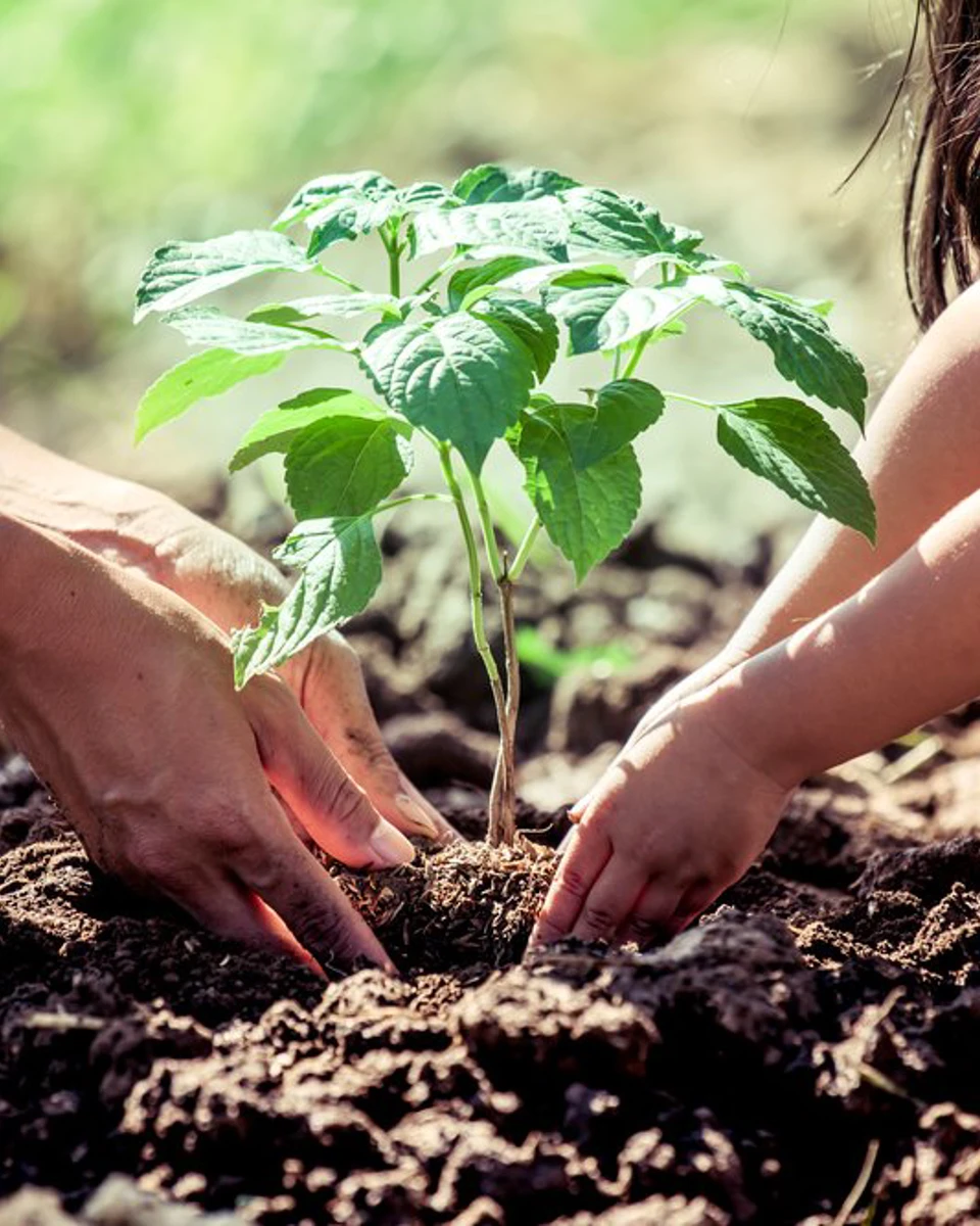Tree Planting (1)